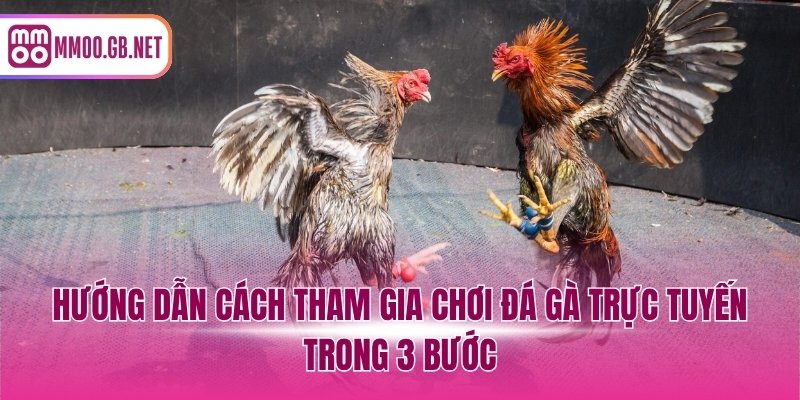 Hướng dẫn cách tham gia chơi đá gà trực tuyến trong 3 bước