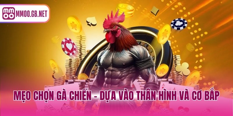Mẹo chọn gà chiến - Dựa vào thân hình và cơ bắp