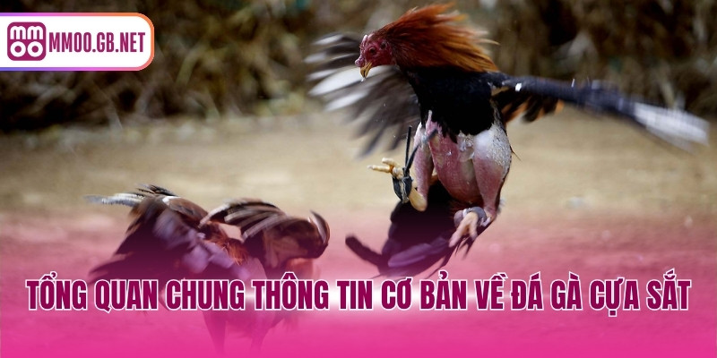 Tổng quan chung thông tin cơ bản về đá gà cựa sắt